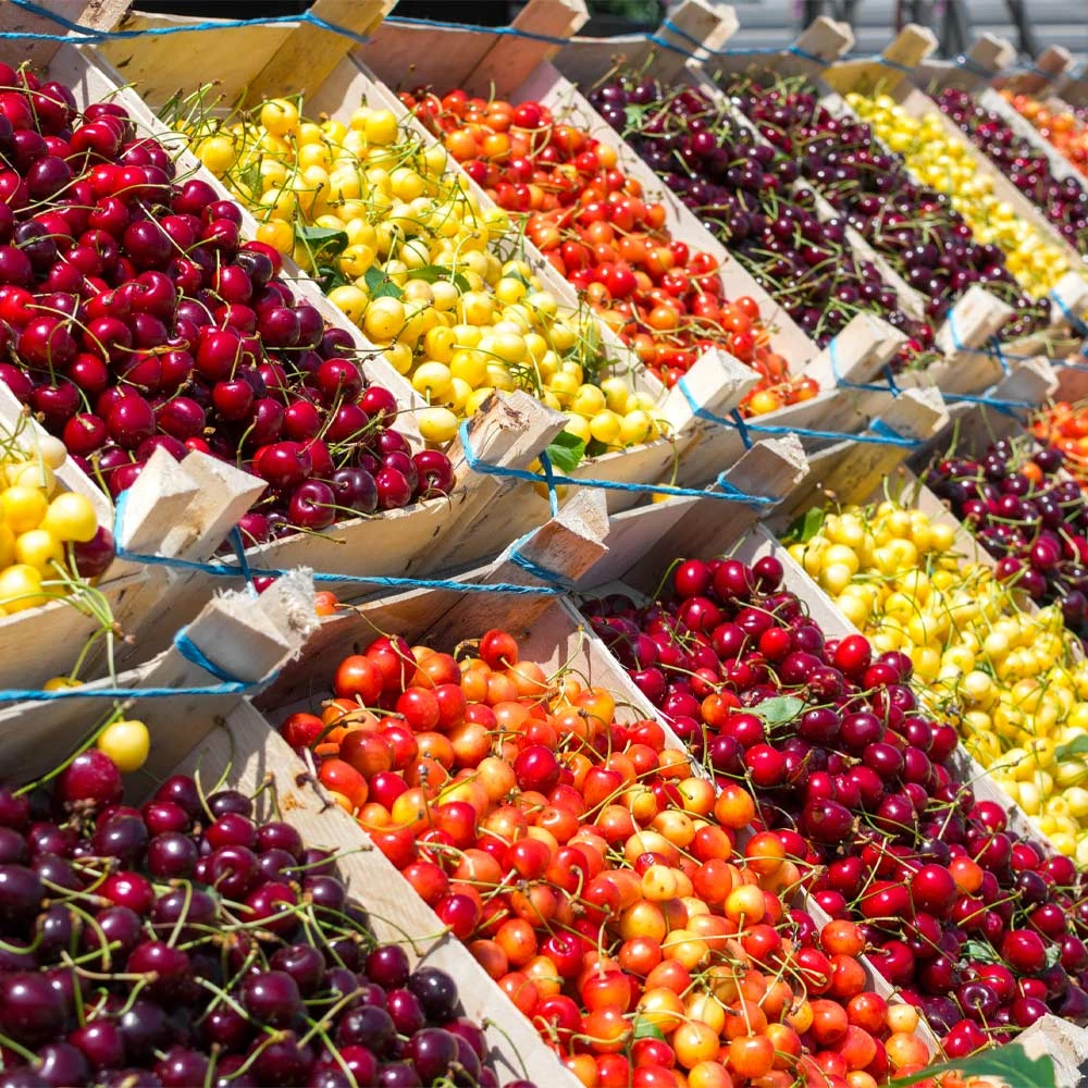 Nature Garden Store 19 Nature Garden Store -Nature Garden Store Multi Fruit Cherry FGT a309c0fd 973d 4d47 9a05 d44731aaf478