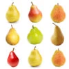 4-in-1 Pear Tree 2 4-in-1 Pear Tree -Nature Garden Store Multifruit Pear 600x600 effb9abc 71f5 4109 90d7 c95a99fb3650