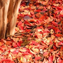 Muskogee Crape Myrtle Tree 15 Muskogee Crape Myrtle Tree -Nature Garden Store Muskogee Crape Myrtle 6