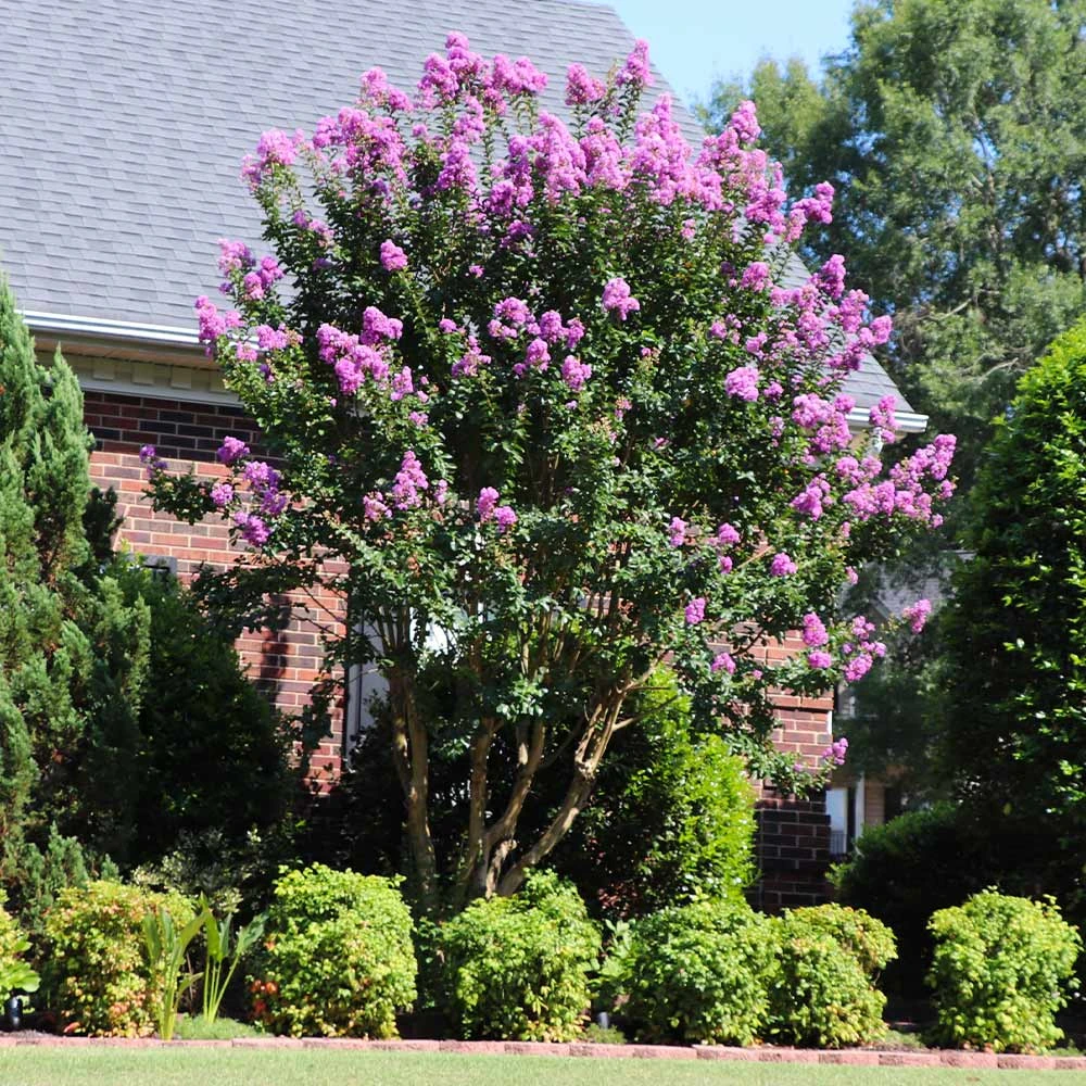 Muskogee Crape Myrtle Tree 6 Muskogee Crape Myrtle Tree - Image 4