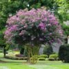 Muskogee Crape Myrtle Tree -Nature Garden Store Muskogee Crape Myrtle FGT 600x600 39800816 3b8c 443a 95a1 8a2bf59ddd34