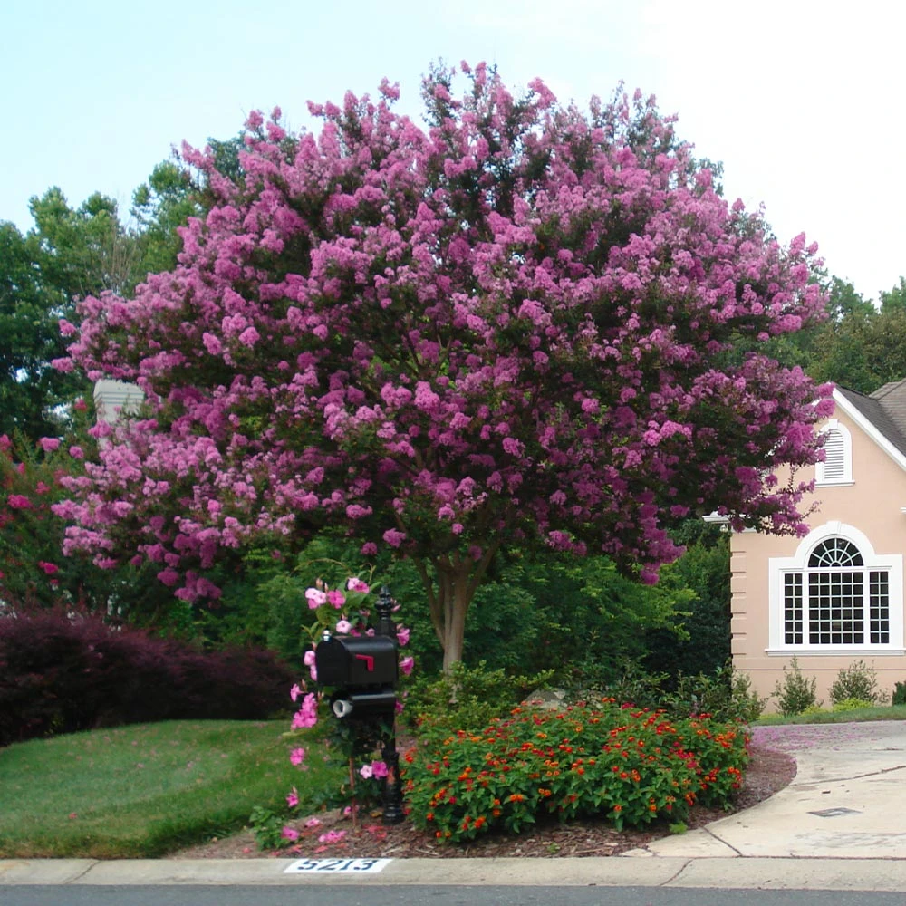 Muskogee Crape Myrtle Tree 7 Muskogee Crape Myrtle Tree - Image 5