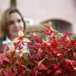 Fire Power Nandina Shrub -Nature Garden Store Nandina Firepower 1