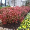 Fire Power Nandina Shrub 1 Fire Power Nandina Shrub -Nature Garden Store Nandina Firepower FGT 600x600 1cb8a9da 1064 4337 8dde 369891757fd3