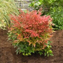 Obsession™ Nandina Shrub -Nature Garden Store Nandina Obsession 2