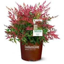 Obsession™ Nandina Shrub -Nature Garden Store Nandina Obsession 4