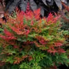 Obsession™ Nandina Shrub -Nature Garden Store Nandina Obsession 600x600 c45e77d2 7610 49fc ba9e 49d5ba4811ac
