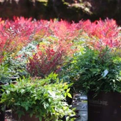 Obsession™ Nandina Shrub -Nature Garden Store Nandina Obsession 7 FGT