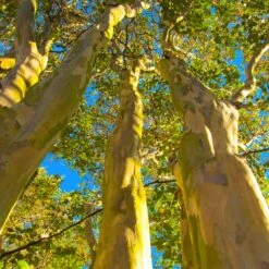 Natchez Crape Myrtle Tree -Nature Garden Store Natchez Crape Myrtle