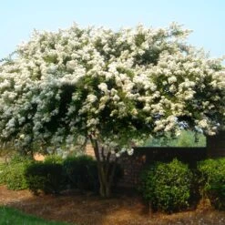 Natchez Crape Myrtle Tree -Nature Garden Store Natchez Crape Myrtle 1 FGT