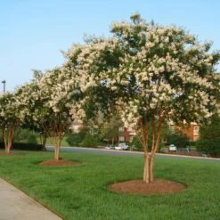 Natchez Crape Myrtle Tree -Nature Garden Store Natchez Crape Myrtle 8 FGT