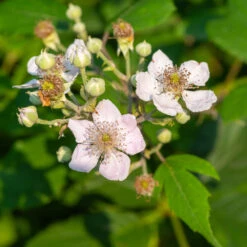 Navaho Blackberry -Nature Garden Store Navaho Blackberry 1