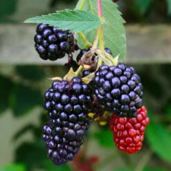 Navaho Blackberry -Nature Garden Store Navaho Blackberry 5