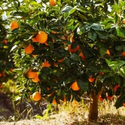 Nature Garden Store 5 Nature Garden Store -Nature Garden Store Navel Orange 1 FGT 9937c87c a6e4 47c2 be5b 893eb09009fb
