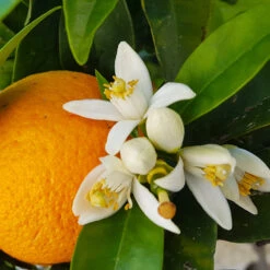 Navel Orange Tree - USDA Organic -Nature Garden Store Navel Orange 4 8a86aad7 97b4 4006 b1b3 5eec7b5da47f