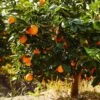 Navel Orange Tree -Nature Garden Store Navel Orange FGT 600x600 e54e6fb3 408c 41b0 9586 88b8270eff9a