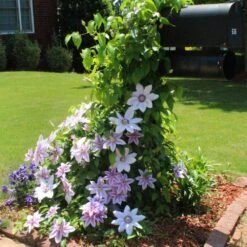 Nelly Moser Clematis Vine -Nature Garden Store Nely Moser Clematis 3