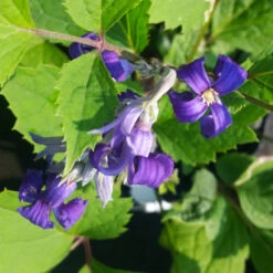 New Love Clematis Shrub 13 New Love Clematis Shrub -Nature Garden Store New Love clematis 1