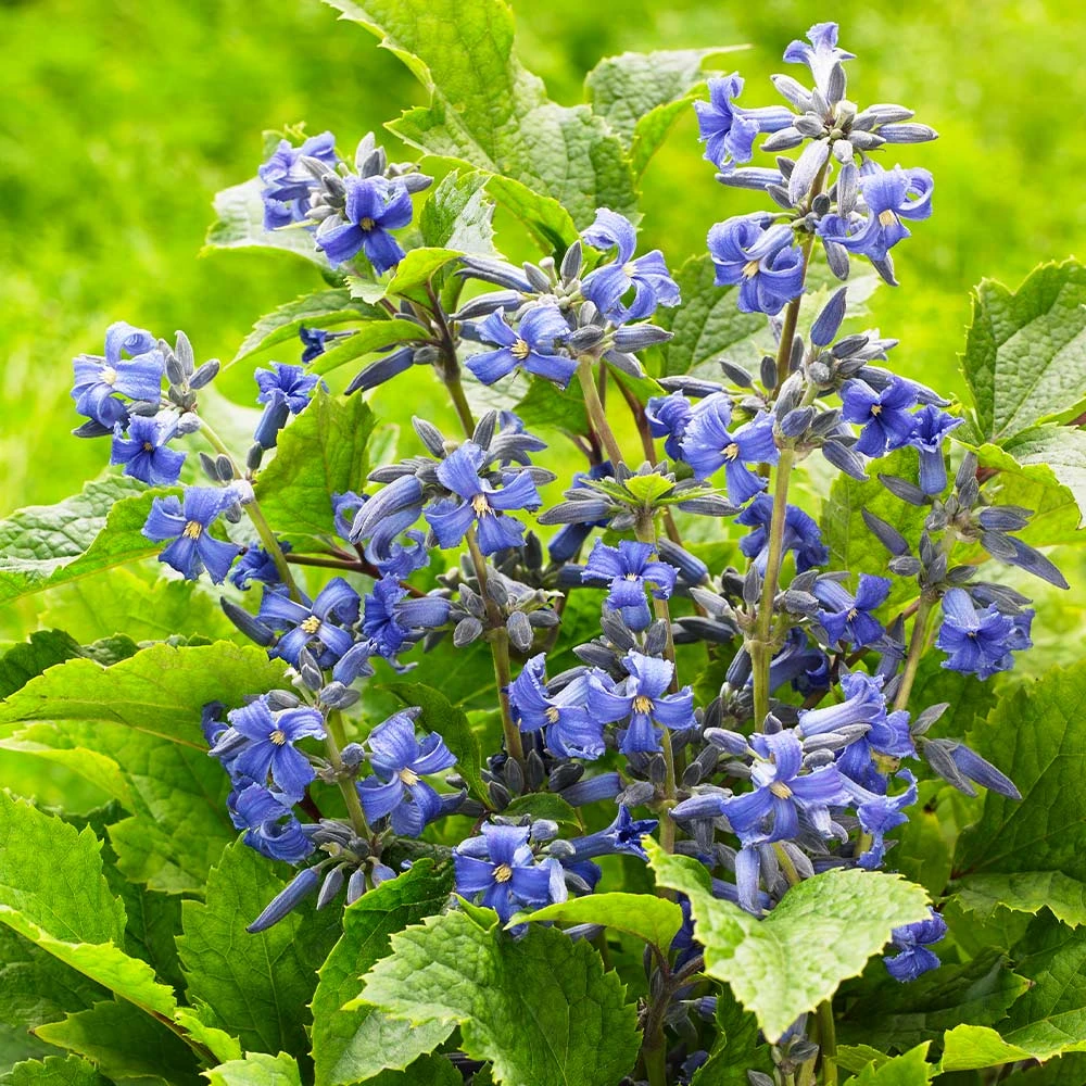 New Love Clematis Shrub 6 New Love Clematis Shrub - Image 4