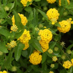 New Gold Lantana -Nature Garden Store New gold Lantana 3