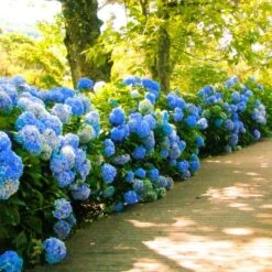 Nikko Blue Hydrangea -Nature Garden Store Nikko Blue Hydrangea 1 FGT