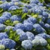 Nikko Blue Hydrangea 2 Nikko Blue Hydrangea -Nature Garden Store Nikko Blue Hydrangea FGT 600x600 6900873b 2306 471d 9456 2b382bfd0b17