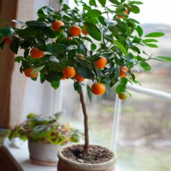 Nules Clementine Tree - USDA Organic -Nature Garden Store Nules Clementine 2 FGT