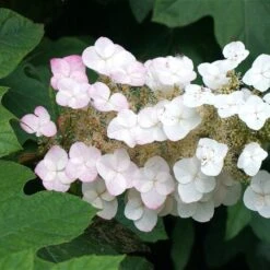 Oakleaf Hydrangea Shrub -Nature Garden Store OAKLEAF FGT THUMB a396bc6d 9d3c 49ac 82c6 f1db3d28bb3d