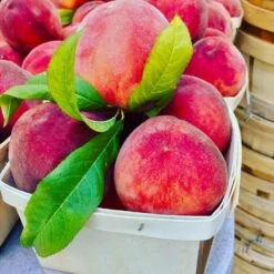 O'Henry Peach Tree -Nature Garden Store OHenry Peach 3