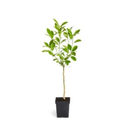 Calamondin Tree -Nature Garden Store ORG CAL 12 1QT