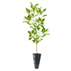 Calamondin Tree -Nature Garden Store ORG CAL 23 C