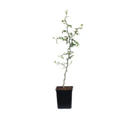 Hardy Orange Tree 'Flying Dragon' -Nature Garden Store ORG JHO 12 1QT