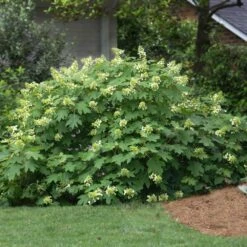 Nature Garden Store 28 Nature Garden Store -Nature Garden Store Oakleaf Hydrangea 1 FGT