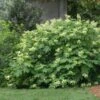 Oakleaf Hydrangea Shrub -Nature Garden Store Oakleaf Hydrangea FGT 600x600 d2944eba ae70 47b7 8382 af278ed9c7a7