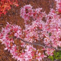Okame Cherry Tree 14 Okame Cherry Tree -Nature Garden Store Okame Cherry 01 FGT