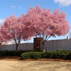 Okame Cherry Tree 13 Okame Cherry Tree -Nature Garden Store Okame Cherry 02 FGT