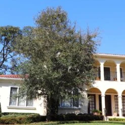 Oliana Olive Tree -Nature Garden Store Oliana Olive 2