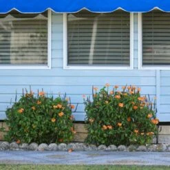 Orange Marmalade Crossandra Shrub -Nature Garden Store Orange Marrmelade Crossandra 4