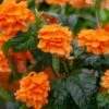 Orange Marmalade Crossandra Shrub -Nature Garden Store Orange Marrmelade Crossandra FGT 600x600 c6715e06 2d28 4ec3 9ade 105e6014a6d6