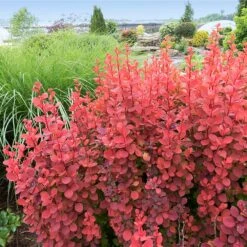 Nature Garden Store 20 Nature Garden Store -Nature Garden Store Orange Rocket Barberry 4 FGT
