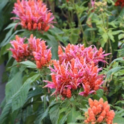 Orange Shrimp Plant -Nature Garden Store Orange Shrim plant 2 BB