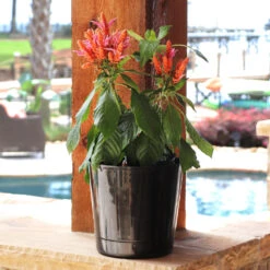 Orange Shrimp Plant -Nature Garden Store Orange Shrim plant 3