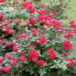 Oso Easy® Double Red Rose -Nature Garden Store Oso Double Red Rose 1