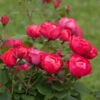 Oso Easy® Double Red Rose -Nature Garden Store Oso Double Red Rose 2 600x600 b585947e 509f 4e63 b94a b06c884252b5