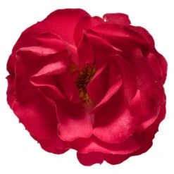 Oso Easy® Double Red Rose -Nature Garden Store Oso Double Red Rose 3