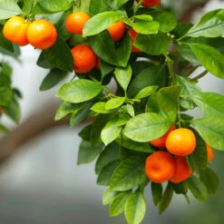 Owari Satsuma Mandarin Tree -Nature Garden Store Owari Satsuma Mandarin 3