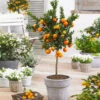 Owari Satsuma Mandarin Tree - USDA Organic 2 Owari Satsuma Mandarin Tree - USDA Organic -Nature Garden Store Owari Satsuma Mandarin 600x600 d9952855 2700 42ba ae04 b98fa20bbb0c