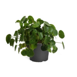 Pilea Peperomioides (Pancake Plant) -Nature Garden Store PIL PEP1 standard pot