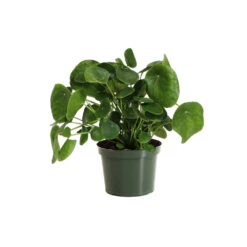 Pilea Peperomioides (Pancake Plant) -Nature Garden Store PIL PEP6 standard pot