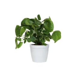 Pilea Peperomioides (Pancake Plant) -Nature Garden Store PIL PEP6 white delilah